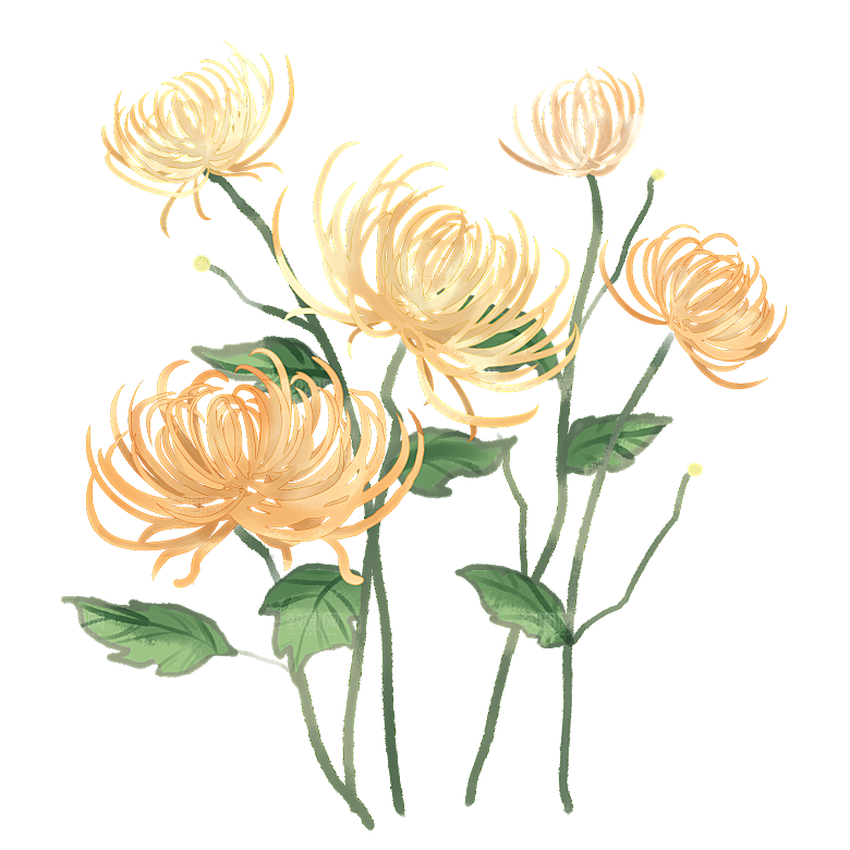 手绘水墨菊花重阳节花卉海报背景PNG