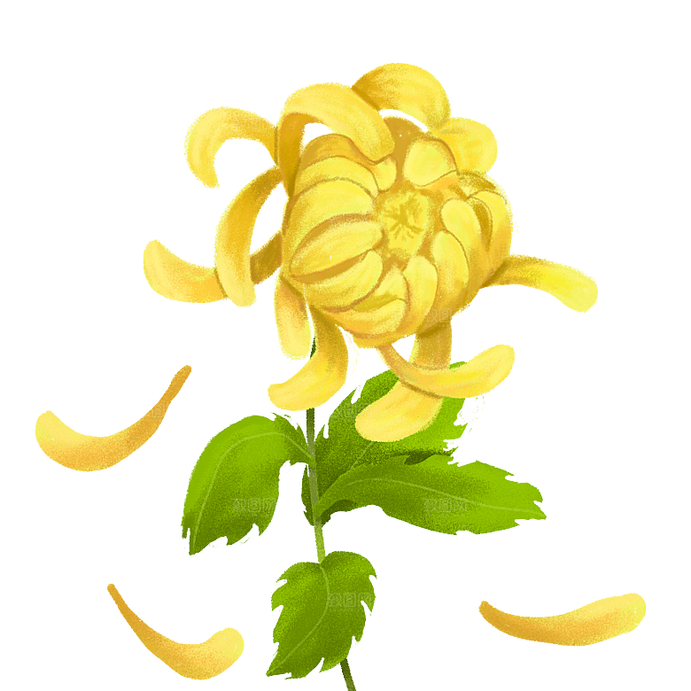 手绘水墨菊花重阳节花卉海报背景PNG
