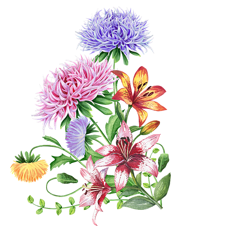 手绘水墨菊花重阳节花卉海报背景PNG素材