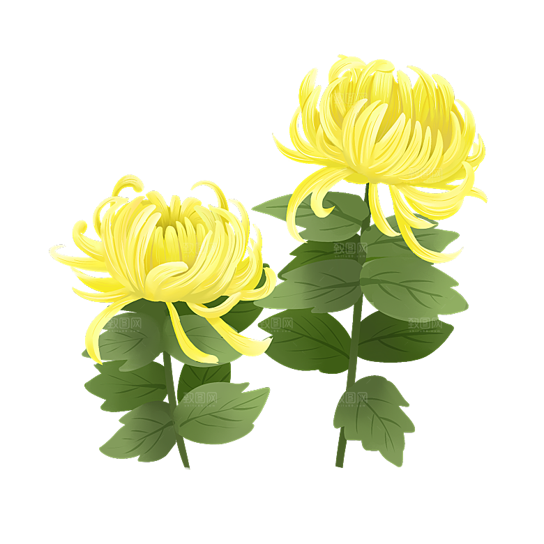 手绘水墨菊花重阳节花卉海报背景PNG素材