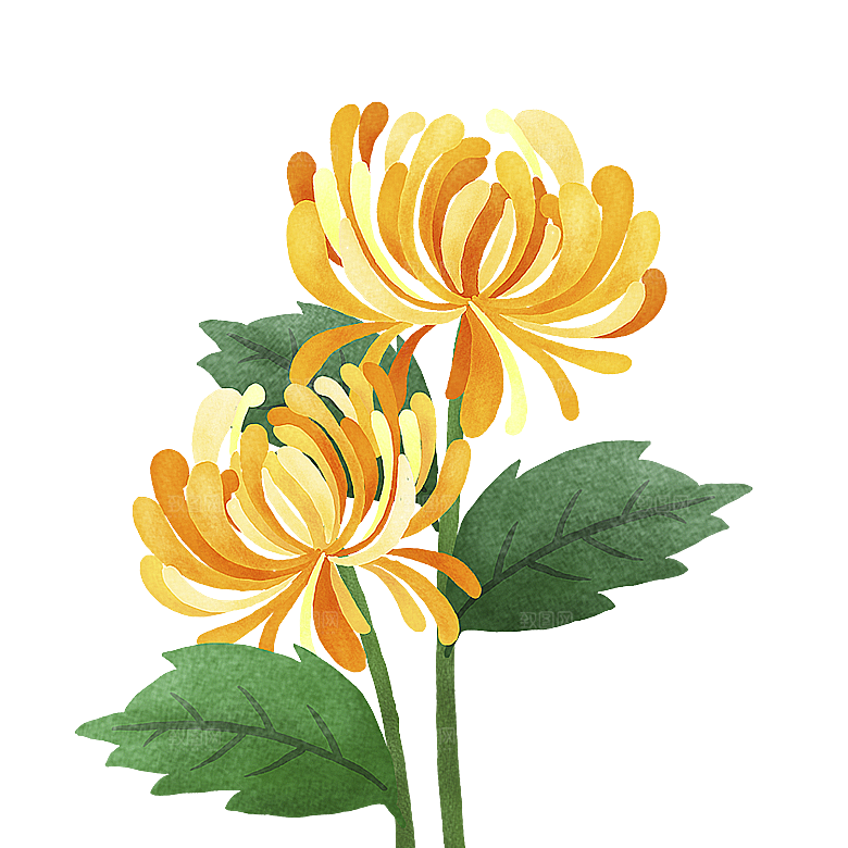 手绘水墨菊花重阳节花卉海报背景PNG素材