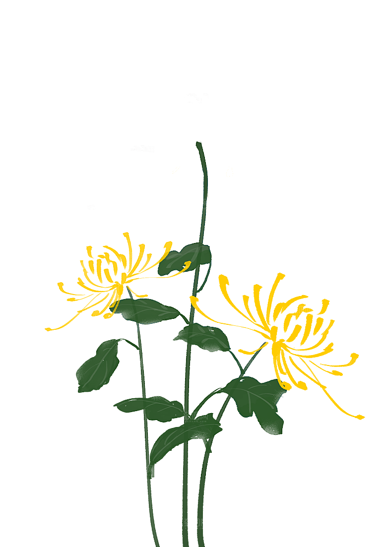 手绘水墨菊花重阳节花卉海报背景PNG素材