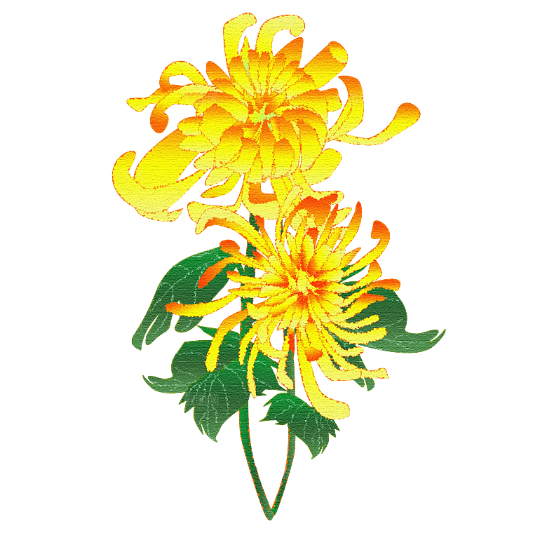 手绘水墨菊花重阳节花卉海报背景PNG素材