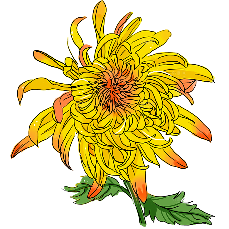 手绘水墨菊花重阳节花卉海报背景PNG素材