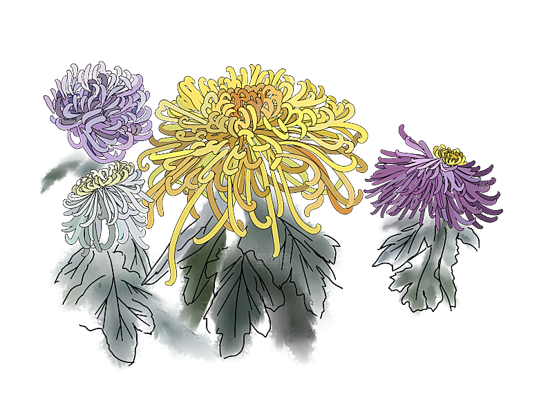 手绘水墨菊花重阳节花卉海报背景PNG