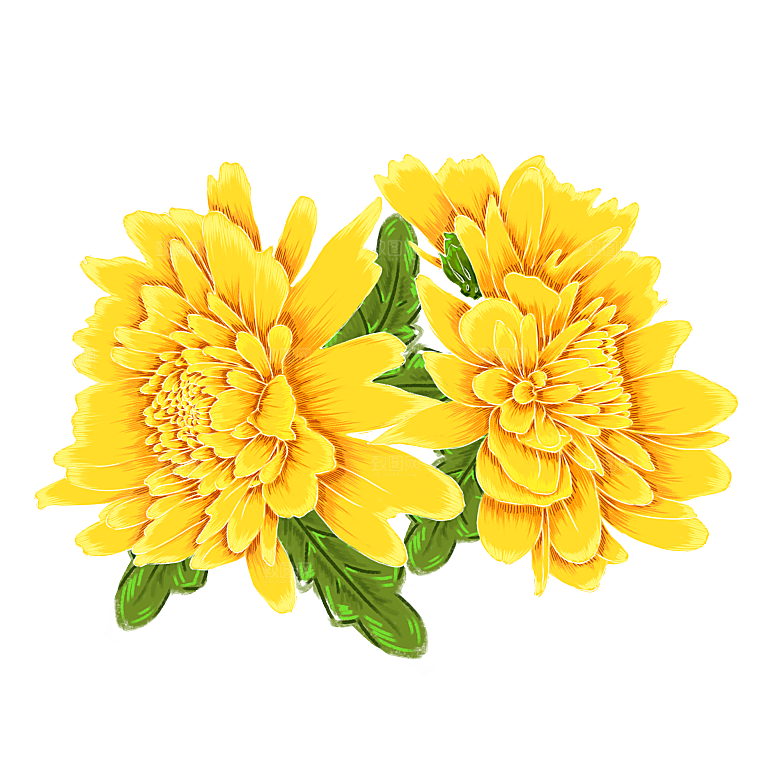 手绘水墨菊花重阳节花卉海报背景PNG