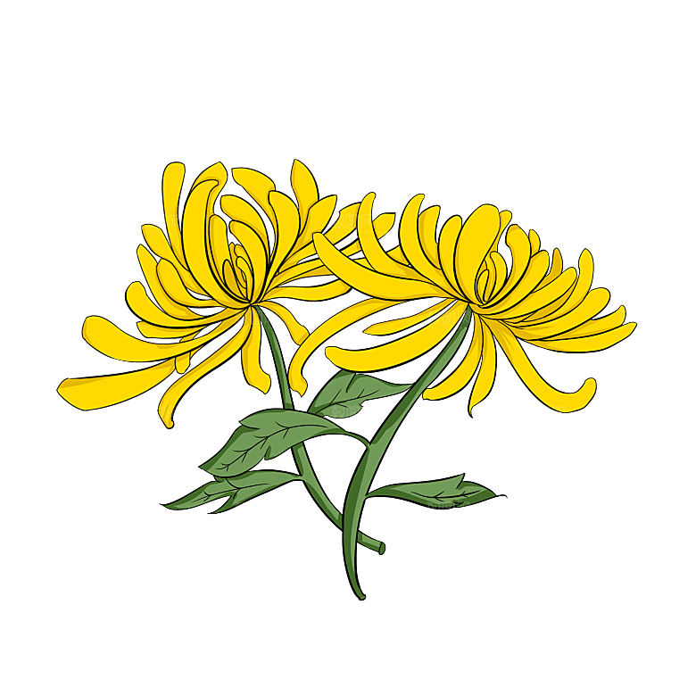 手绘水墨菊花重阳节花卉海报背景PNG