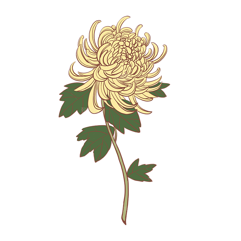 手绘水墨菊花重阳节花卉海报背景PNG