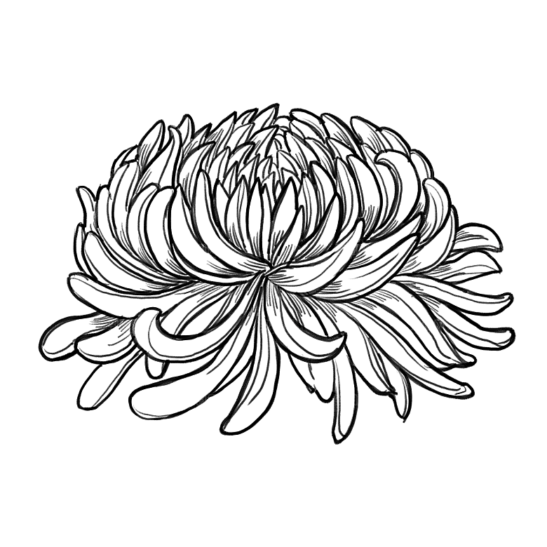 手绘水墨菊花重阳节花卉海报背景PNG