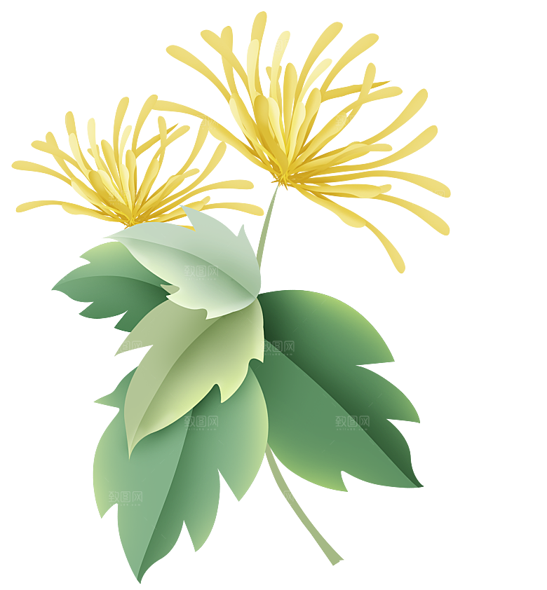 手绘水墨菊花重阳节花卉海报背景PNG素材