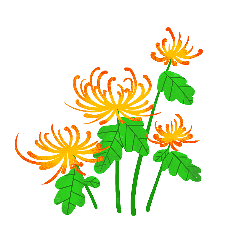 手绘水墨菊花重阳节花卉海报背景PNG素材
