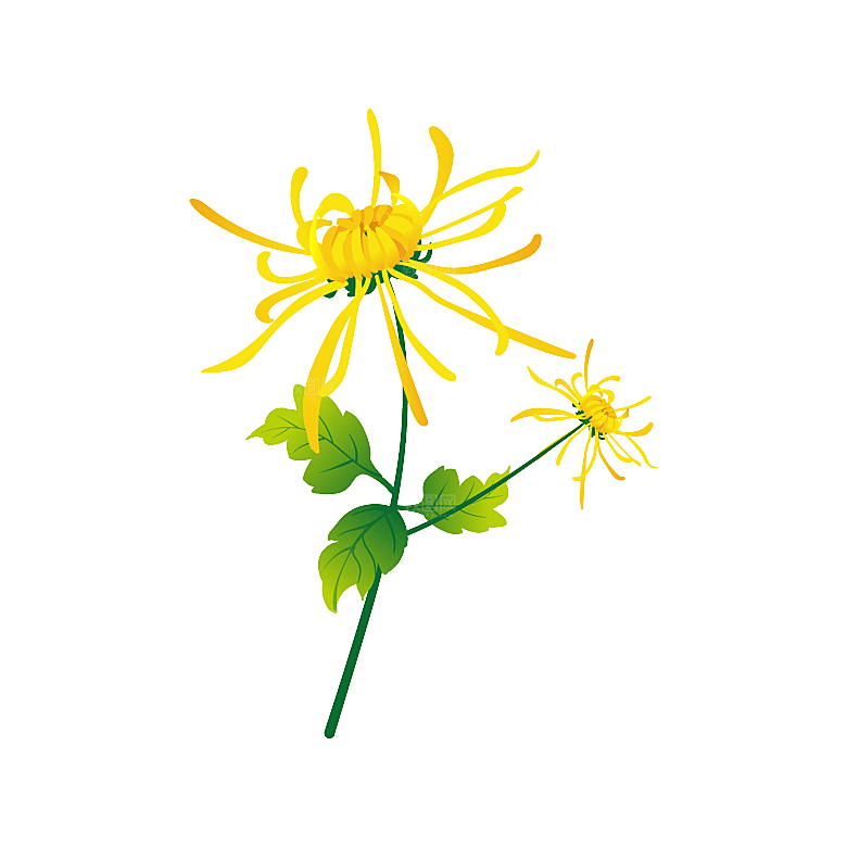 手绘水墨菊花重阳节花卉海报背景PNG素材