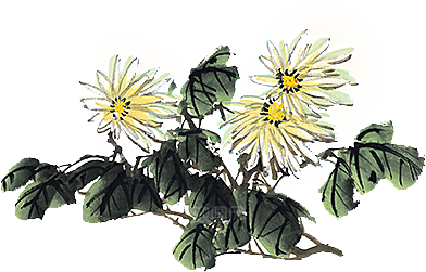 手绘水墨菊花重阳节花卉海报背景PNG素材