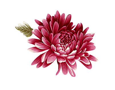 手绘水墨菊花重阳节花卉海报背景PNG素材