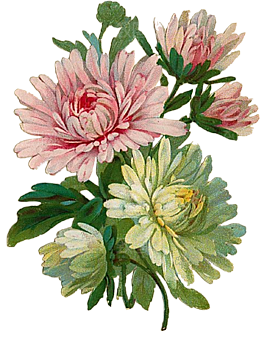 手绘水墨菊花重阳节花卉海报背景PNG素材