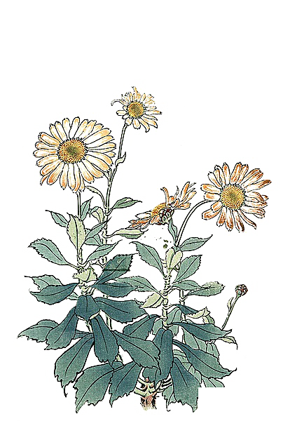手绘水墨菊花重阳节花卉海报背景PNG素材