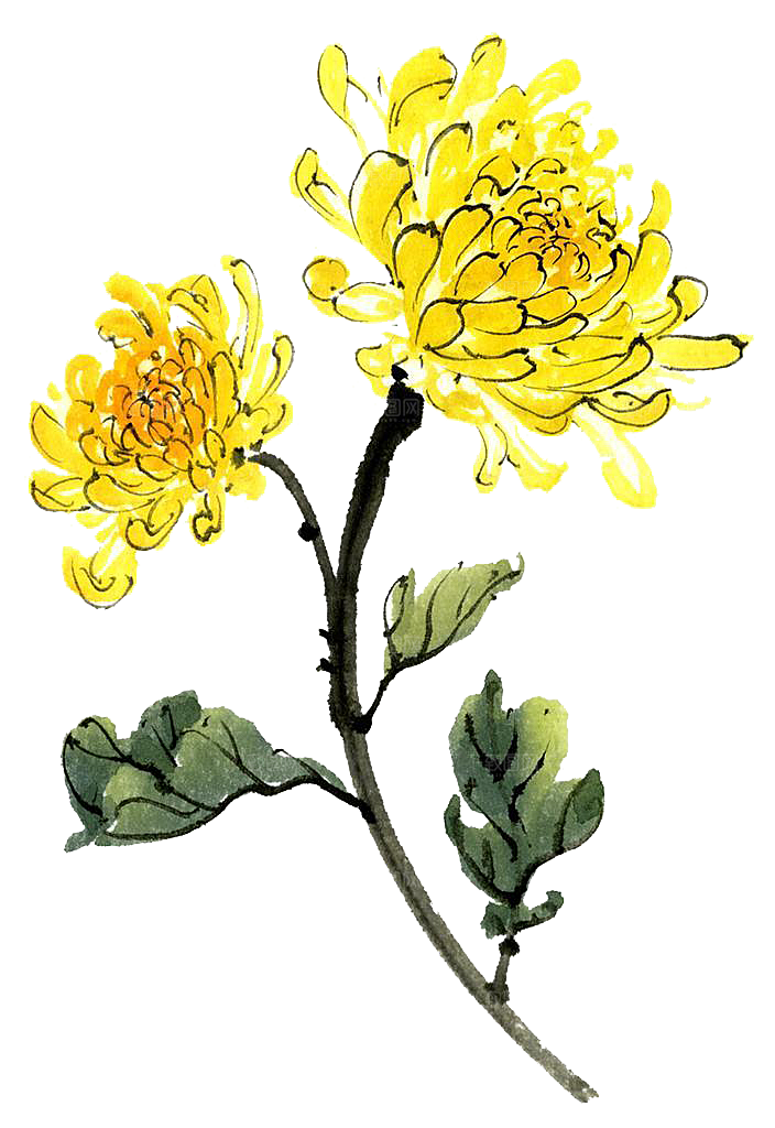手绘水墨菊花重阳节花卉海报背景PNG