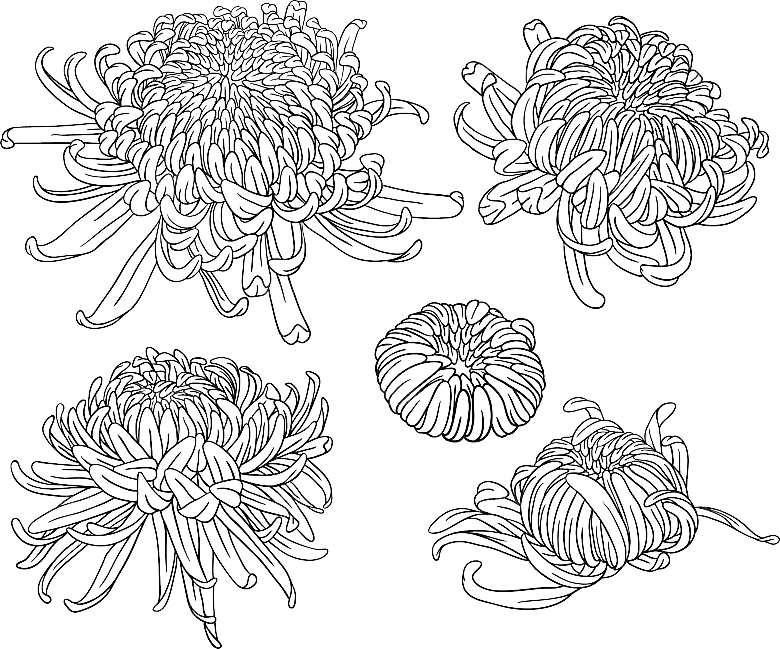 手绘水墨菊花重阳节花卉海报背景PNG