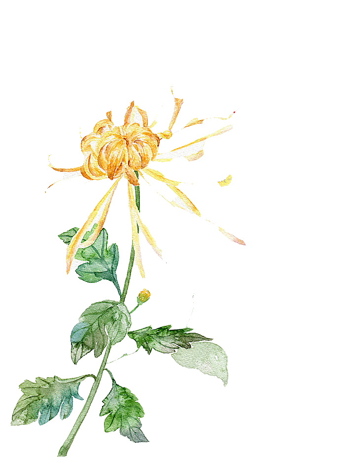 手绘水墨菊花重阳节花卉海报背景PNG