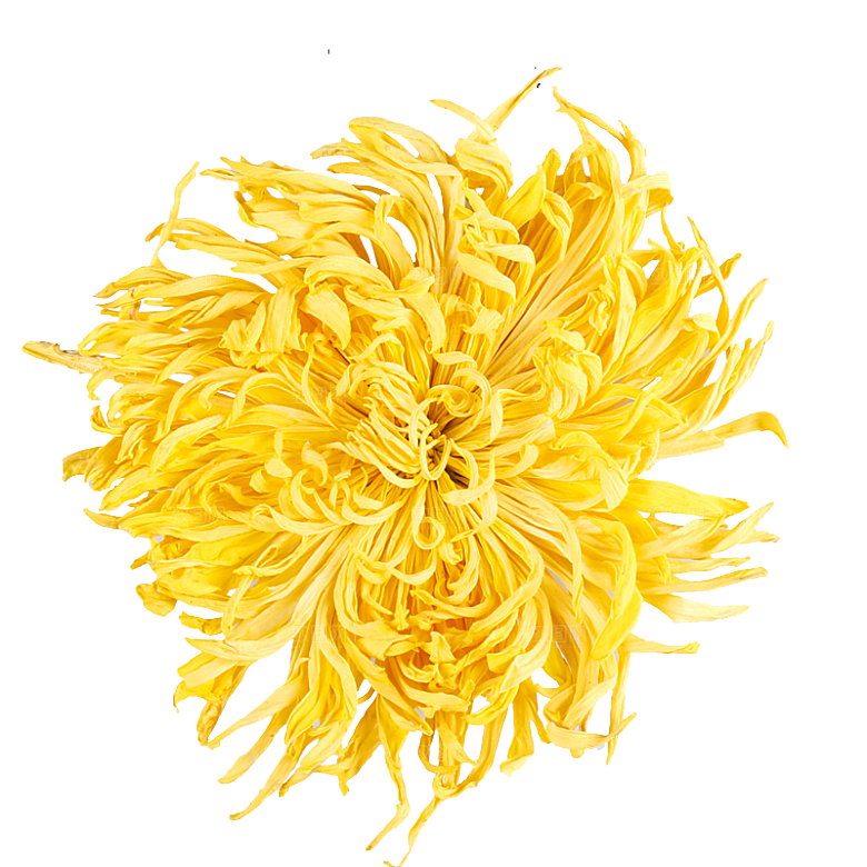 手绘水墨菊花重阳节花卉海报背景PNG