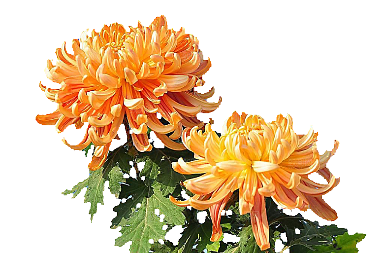 手绘水墨菊花重阳节花卉海报背景PNG