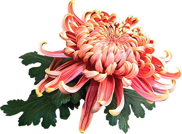 手绘水墨菊花重阳节花卉海报背景PNG