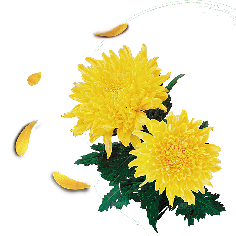 手绘水墨菊花重阳节花卉海报背景PNG