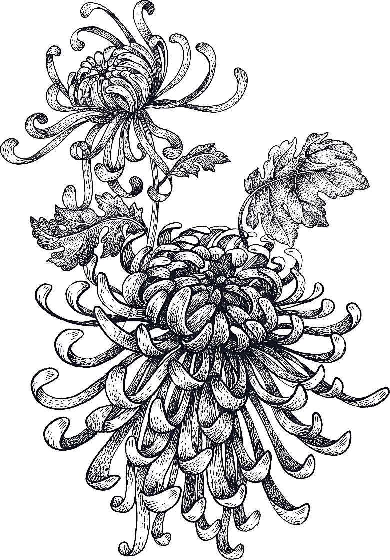 手绘水墨菊花重阳节花卉海报背景PNG素材