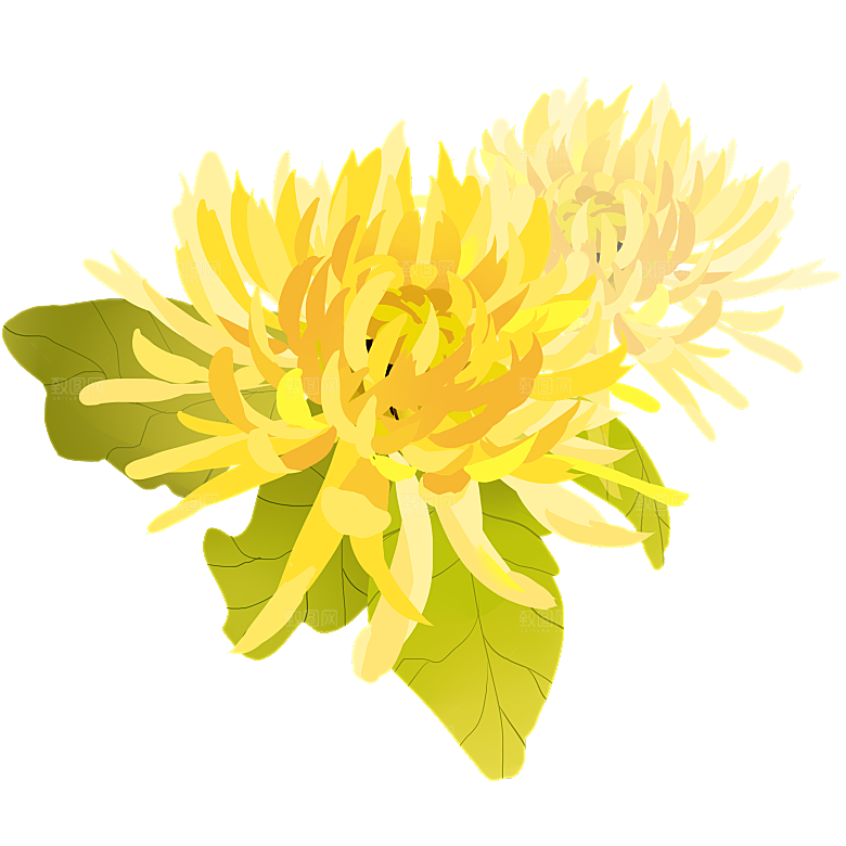 手绘水墨菊花重阳节花卉海报背景PNG素材