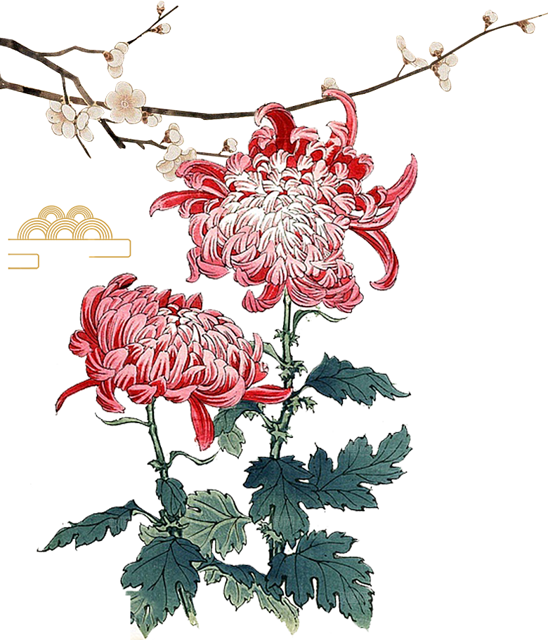 手绘水墨菊花重阳节花卉海报背景PNG素材