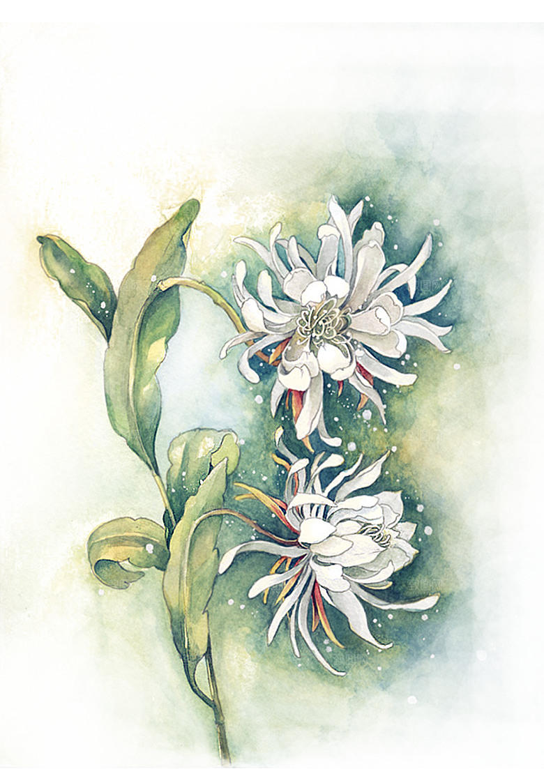 手绘水墨菊花重阳节花卉海报背景PNG素材