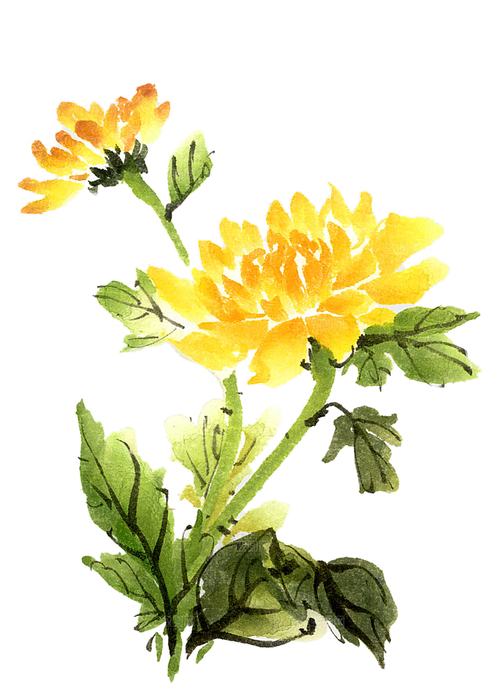 手绘水墨菊花重阳节花卉海报背景PNG素材