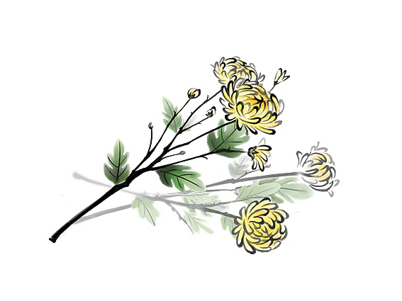 手绘水墨菊花重阳节花卉海报背景PNG素材