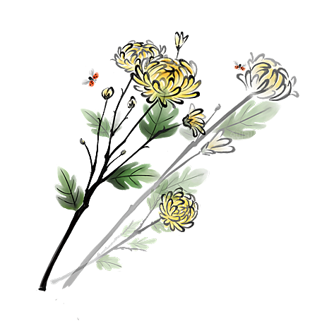 手绘水墨菊花重阳节花卉海报背景PNG