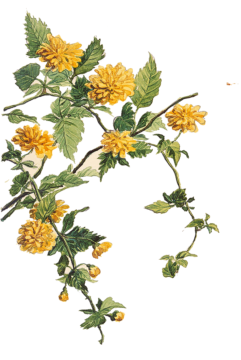 手绘水墨菊花重阳节花卉海报背景PNG