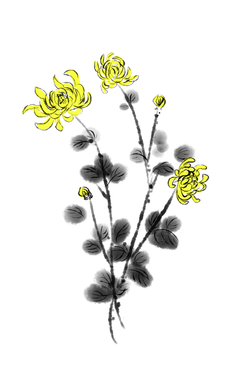 手绘水墨菊花重阳节花卉海报背景PNG