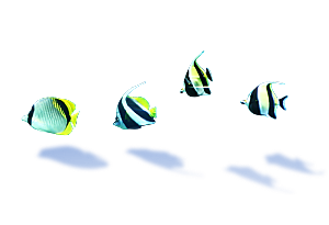 卡通手绘海洋游动鱼群免扣元素