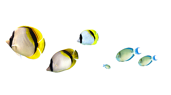 卡通手绘海洋游动鱼群免扣元素