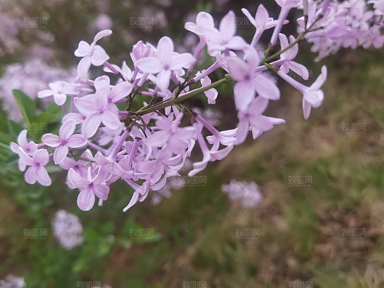 花卉特写，花卉背景图春天的故事