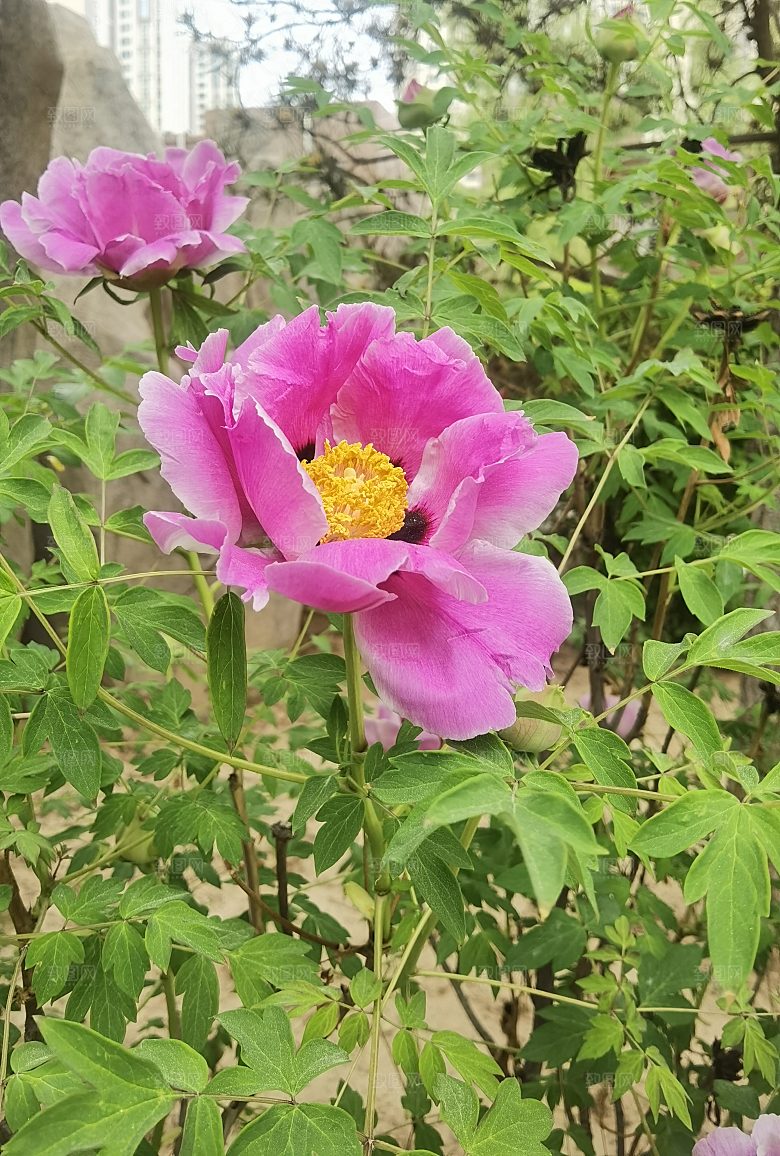 春天的信息  芍药特写