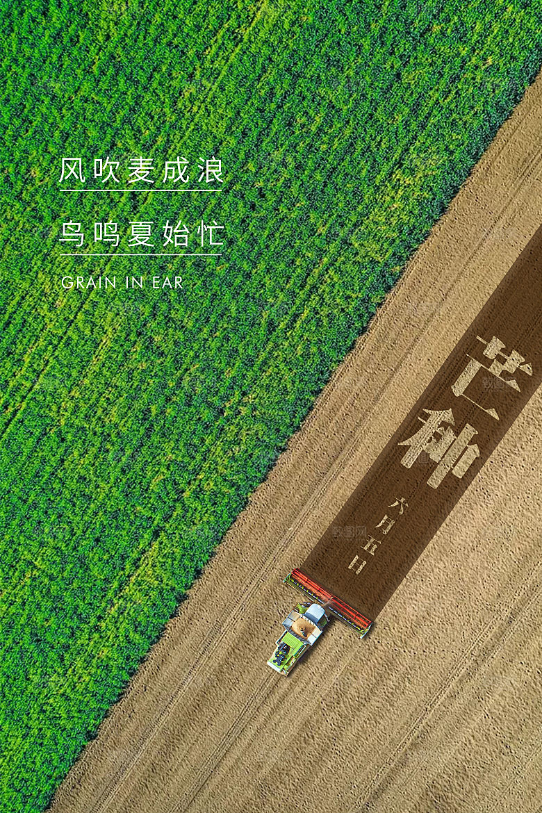 芒种节气简约大气海报