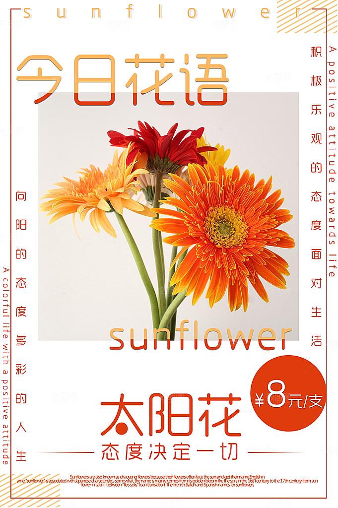 今日花语太阳花海报