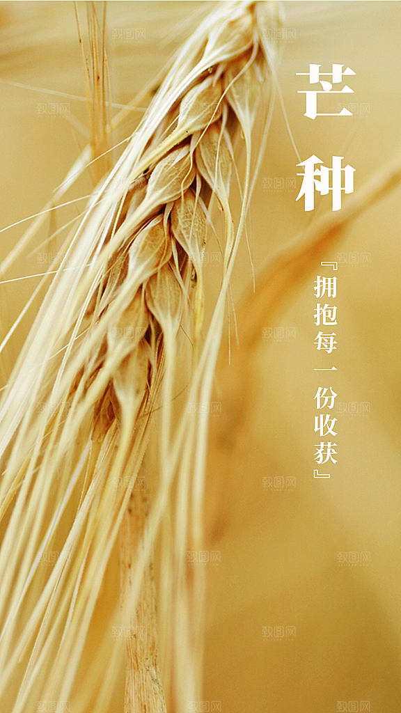 芒种节气传统海报