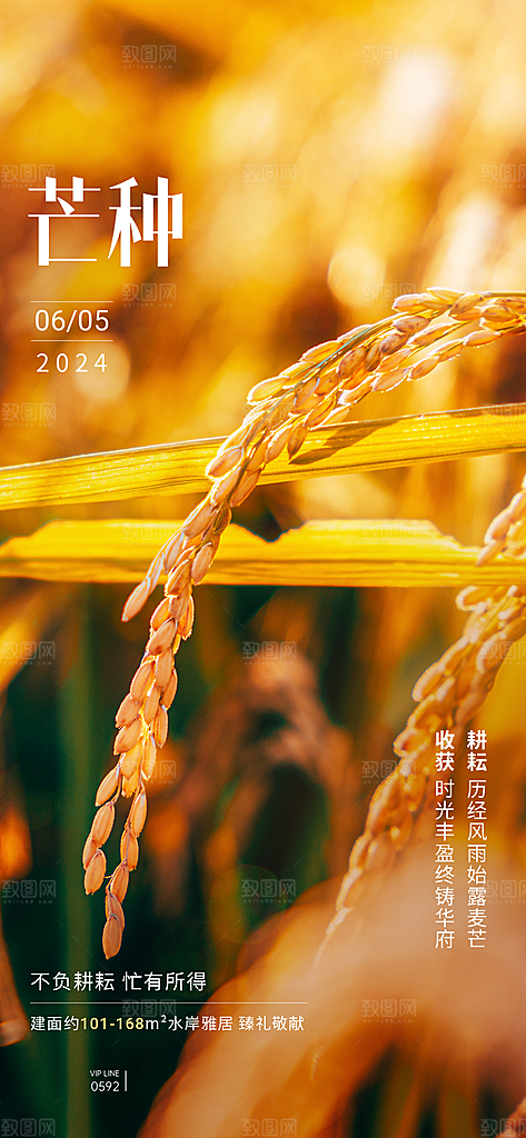 芒种节气海报设计