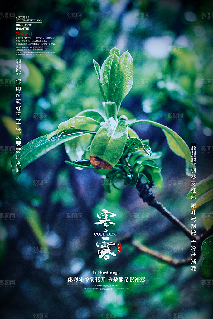 寒露节气寒露海报