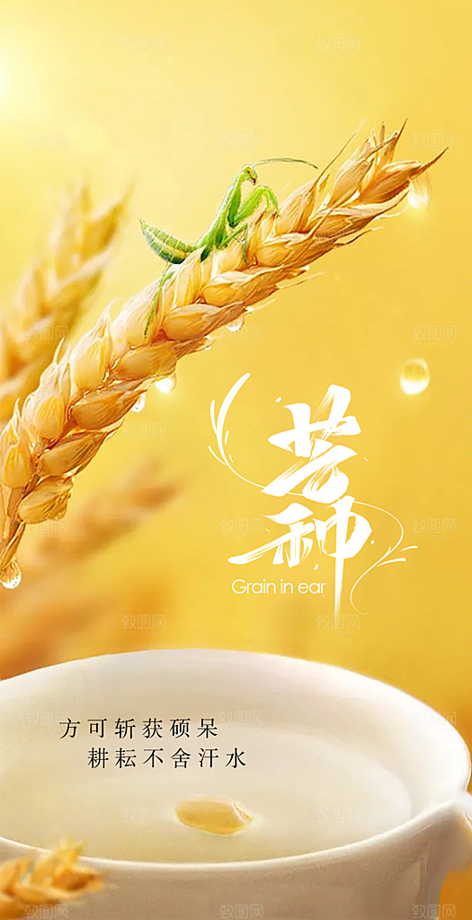中国传统24节气芒种创意海报