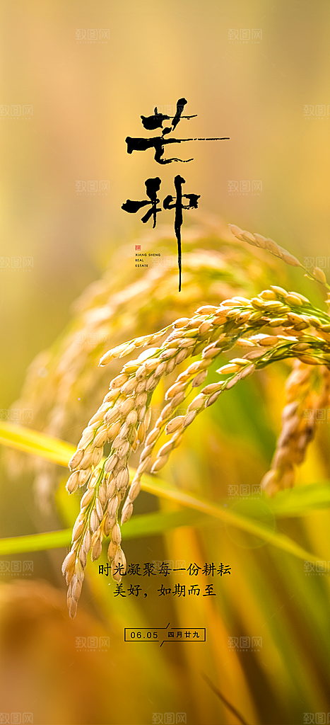 中国传统24节气芒种创意海报