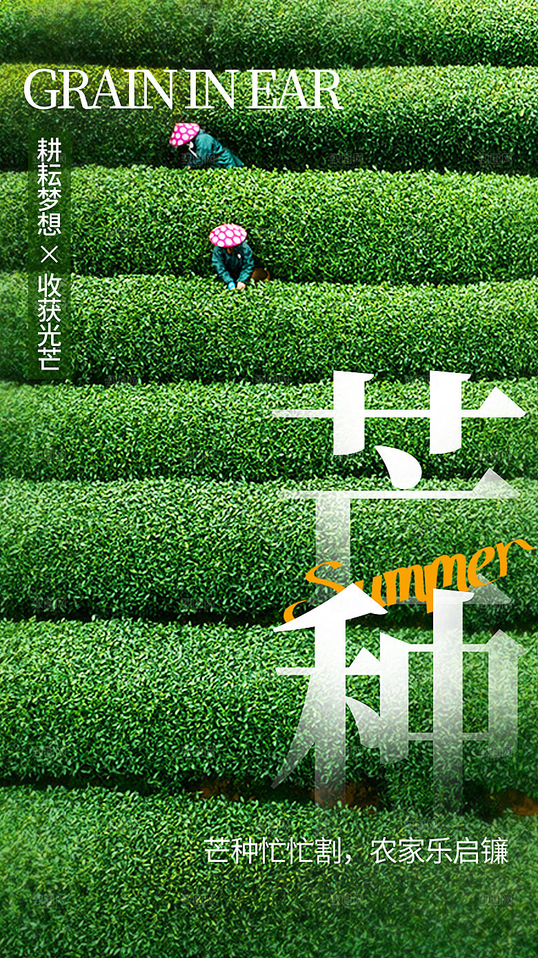简约风芒种节气摄影图海报