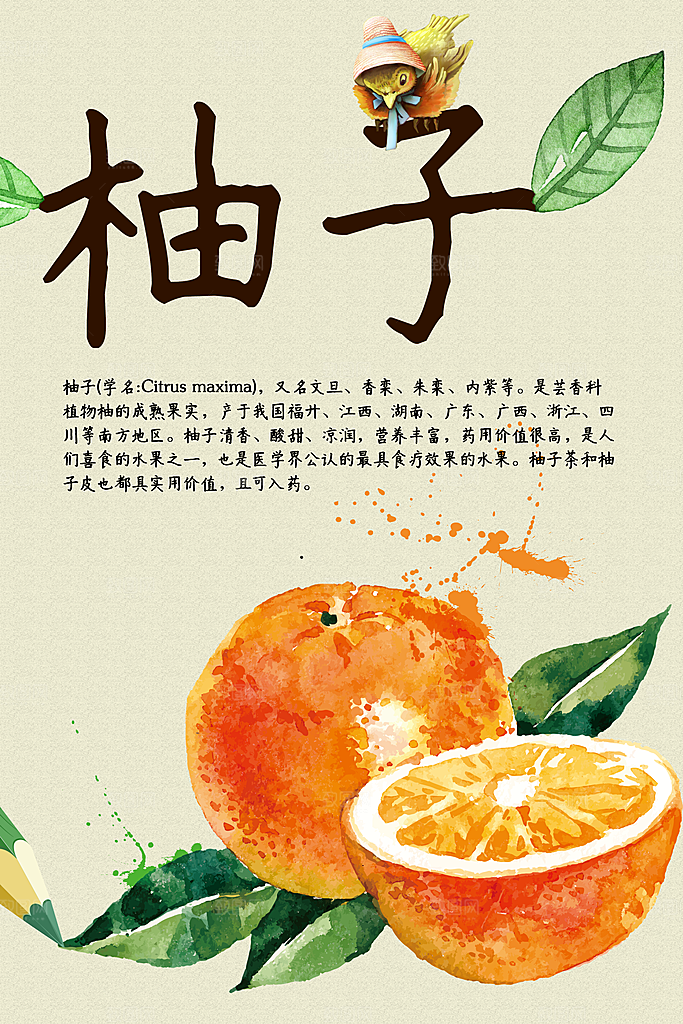 柚子宣传海报设计素材
