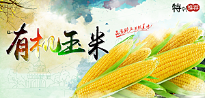 玉米宣传展板设计